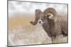 Bighorn sheep in winter. Grand Teton National Park, Wyoming-Adam Jones-Mounted Photographic Print
