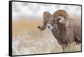 Bighorn sheep in winter. Grand Teton National Park, Wyoming-Adam Jones-Framed Stretched Canvas