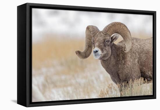 Bighorn sheep in winter. Grand Teton National Park, Wyoming-Adam Jones-Framed Stretched Canvas