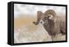 Bighorn sheep in winter. Grand Teton National Park, Wyoming-Adam Jones-Framed Stretched Canvas