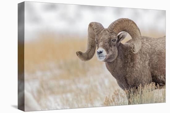 Bighorn sheep in winter. Grand Teton National Park, Wyoming-Adam Jones-Stretched Canvas