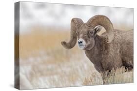 Bighorn sheep in winter. Grand Teton National Park, Wyoming-Adam Jones-Stretched Canvas