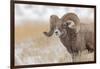 Bighorn sheep in winter. Grand Teton National Park, Wyoming-Adam Jones-Framed Photographic Print