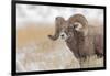 Bighorn sheep in winter. Grand Teton National Park, Wyoming-Adam Jones-Framed Photographic Print