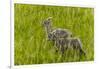 Bighorn Sheep Lambs in Grasslands in Badlands National Park, South Dakota, Usa-Chuck Haney-Framed Photographic Print