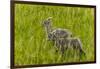 Bighorn Sheep Lambs in Grasslands in Badlands National Park, South Dakota, Usa-Chuck Haney-Framed Photographic Print