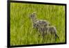 Bighorn Sheep Lambs in Grasslands in Badlands National Park, South Dakota, Usa-Chuck Haney-Framed Photographic Print