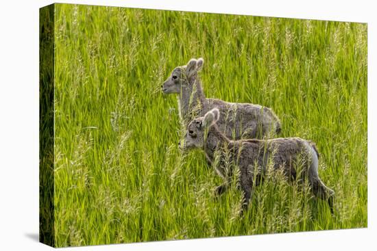 Bighorn Sheep Lambs in Grasslands in Badlands National Park, South Dakota, Usa-Chuck Haney-Stretched Canvas