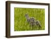 Bighorn Sheep Lambs in Grasslands in Badlands National Park, South Dakota, Usa-Chuck Haney-Framed Photographic Print