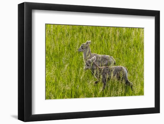 Bighorn Sheep Lambs in Grasslands in Badlands National Park, South Dakota, Usa-Chuck Haney-Framed Photographic Print