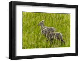 Bighorn Sheep Lambs in Grasslands in Badlands National Park, South Dakota, Usa-Chuck Haney-Framed Photographic Print