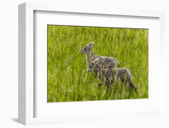 Bighorn Sheep Lambs in Grasslands in Badlands National Park, South Dakota, Usa-Chuck Haney-Framed Photographic Print