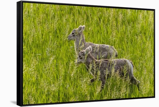 Bighorn Sheep Lambs in Grasslands in Badlands National Park, South Dakota, Usa-Chuck Haney-Framed Stretched Canvas