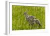 Bighorn Sheep Lambs in Grasslands in Badlands National Park, South Dakota, Usa-Chuck Haney-Framed Photographic Print