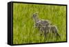 Bighorn Sheep Lambs in Grasslands in Badlands National Park, South Dakota, Usa-Chuck Haney-Framed Stretched Canvas