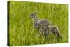 Bighorn Sheep Lambs in Grasslands in Badlands National Park, South Dakota, Usa-Chuck Haney-Stretched Canvas