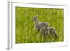 Bighorn Sheep Lambs in Grasslands in Badlands National Park, South Dakota, Usa-Chuck Haney-Framed Photographic Print