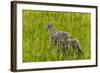 Bighorn Sheep Lambs in Grasslands in Badlands National Park, South Dakota, Usa-Chuck Haney-Framed Photographic Print