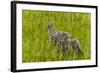 Bighorn Sheep Lambs in Grasslands in Badlands National Park, South Dakota, Usa-Chuck Haney-Framed Photographic Print