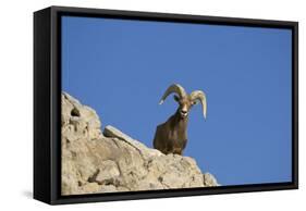 Bighorn Sheep Male-null-Framed Stretched Canvas