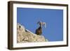 Bighorn Sheep Male-null-Framed Photographic Print