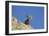 Bighorn Sheep Male-null-Framed Photographic Print