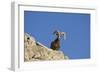 Bighorn Sheep Male-null-Framed Photographic Print