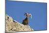 Bighorn Sheep Male-null-Mounted Photographic Print