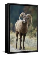 Bighorn Sheep on a Trail-DLILLC-Framed Stretched Canvas