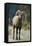 Bighorn Sheep on a Trail-DLILLC-Framed Stretched Canvas