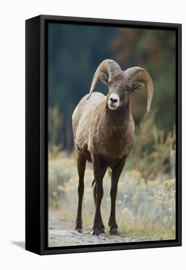 Bighorn Sheep on a Trail-DLILLC-Framed Stretched Canvas