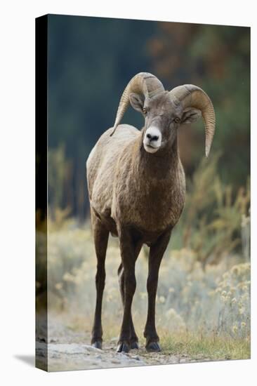 Bighorn Sheep on a Trail-DLILLC-Stretched Canvas