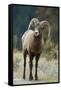 Bighorn Sheep on a Trail-DLILLC-Framed Stretched Canvas