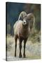 Bighorn Sheep on a Trail-DLILLC-Stretched Canvas