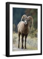 Bighorn Sheep on a Trail-DLILLC-Framed Premium Photographic Print