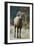 Bighorn Sheep on a Trail-DLILLC-Framed Premium Photographic Print