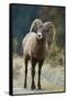 Bighorn Sheep on a Trail-DLILLC-Framed Stretched Canvas