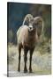 Bighorn Sheep on a Trail-DLILLC-Stretched Canvas