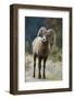 Bighorn Sheep on a Trail-DLILLC-Framed Photographic Print