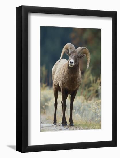 Bighorn Sheep on a Trail-DLILLC-Framed Photographic Print