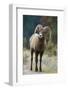 Bighorn Sheep on a Trail-DLILLC-Framed Photographic Print