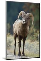 Bighorn Sheep on a Trail-DLILLC-Mounted Photographic Print