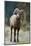 Bighorn Sheep on a Trail-DLILLC-Mounted Photographic Print