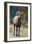 Bighorn Sheep on a Trail-DLILLC-Framed Photographic Print