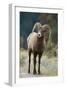 Bighorn Sheep on a Trail-DLILLC-Framed Photographic Print