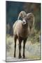 Bighorn Sheep on a Trail-DLILLC-Mounted Photographic Print