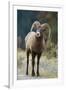 Bighorn Sheep on a Trail-DLILLC-Framed Photographic Print