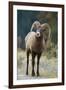 Bighorn Sheep on a Trail-DLILLC-Framed Photographic Print