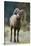 Bighorn Sheep on a Trail-DLILLC-Stretched Canvas