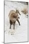 Bighorn Sheep (Ovis canadensis) adult male, feeding in snow, Yellowstone , Wyoming-Ignacio Yufera-Mounted Premium Photographic Print